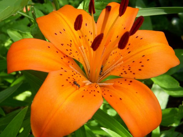 Lilies Set 09 - 67 x A4 Pages to Download